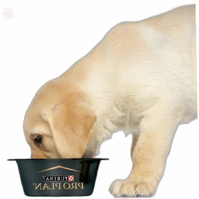 온리진 프로플랜 스몰앤토이7kg 식이알러지사료