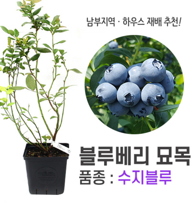 가정 재배 노지 추천 블루베리 묘목 2~3년생, 수지블루, 1개, 수지블루