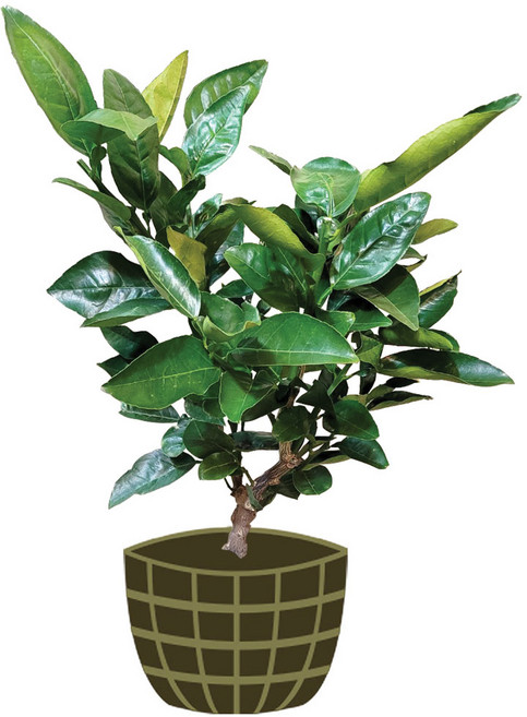 3년생 당유자 묘목 원예 제주도직발송 부모님효도선물