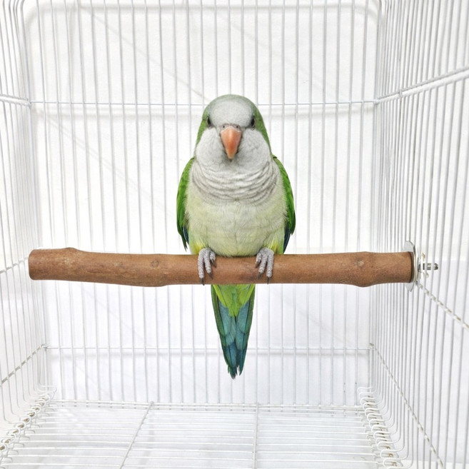 통통 나무 횃대 대형 앵무새 용품, 1개, 색상