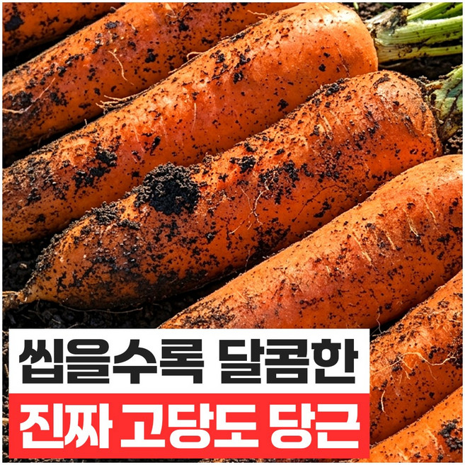 푸드지 고당도 제주 구좌 당근 산지직송, 1개, 3kg (특)