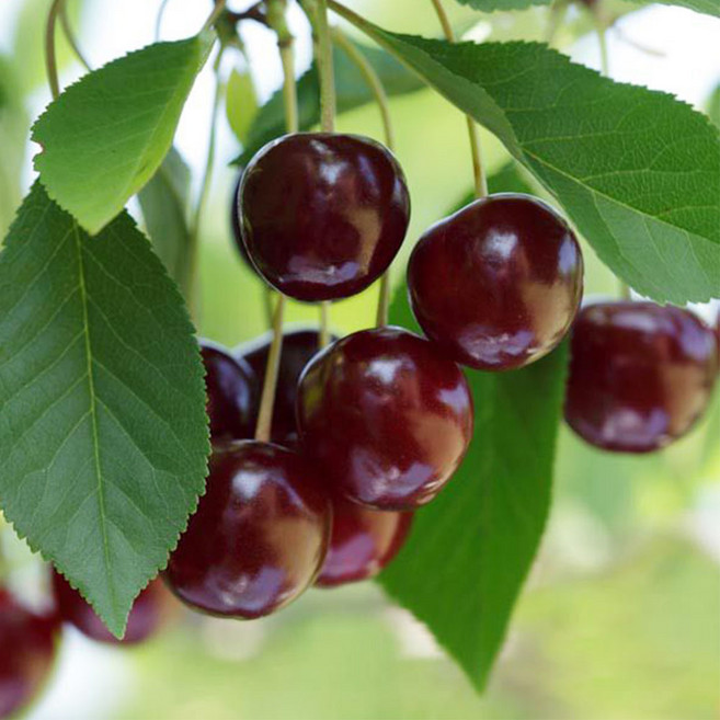 체리묘목 라핀체리 체리나무 결실주 나무 묘목, 1개, 라핀 R3