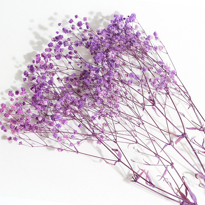 화연양화 프리저브드플라워 안개꽃 8색 시들지않는생화 디퓨저꽃, 08 퍼플