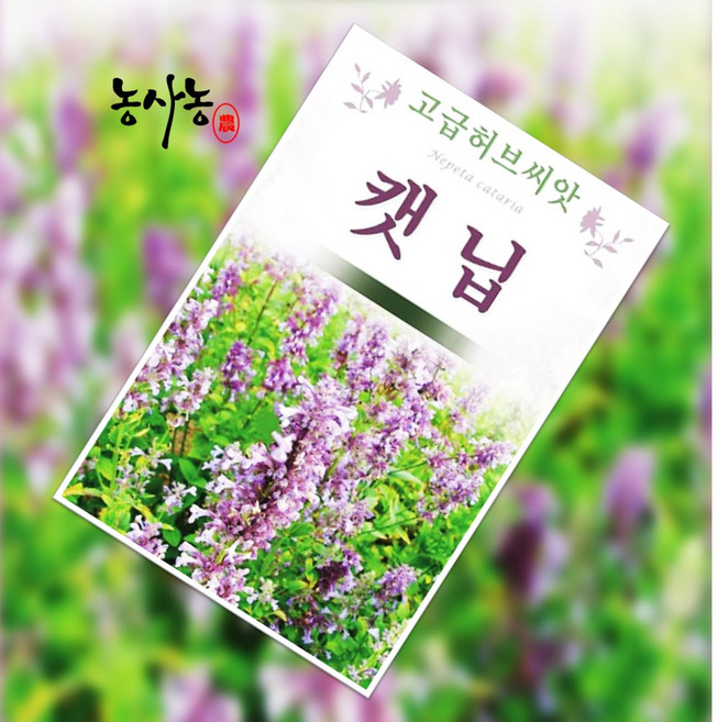 허브 캐트민트 캐트닙 종자 캣닢 캣닙 씨앗 800립, 1개