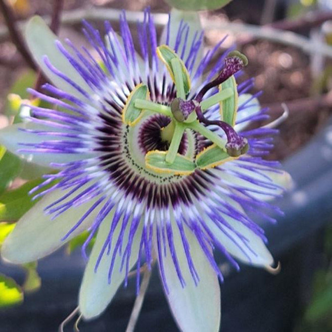 모종/시계초 백향과 블루스카이 10cm포트 2개묶음 NY037, 2개