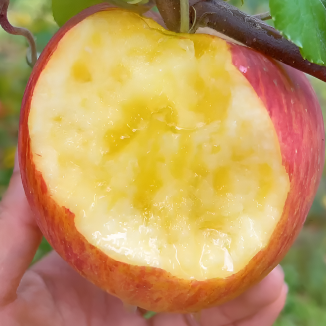 [네이츄리] 경북 청송 홍로 감홍 부사 사과 고당도꿀사과 중과 대과 2kg 4kg 5kg, 2박스, 고당도 대과 5kg