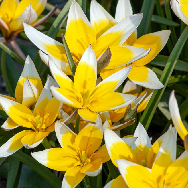 [큐가든] 튤립 구근 옐로우폼포네 5개 더블레이트 겹튤립 고급종 유럽직수입 특선