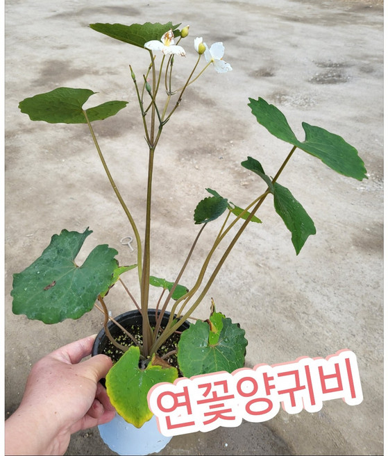 연꽃양귀비 중품/꽃이 양귀비를 닮았고 물에 산다 해서 물양귀비, 1개