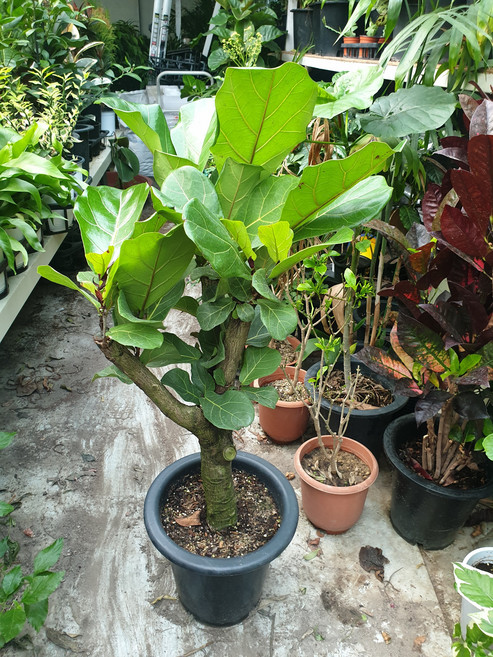 식물 떡갈고무나무 (최상급), 1개