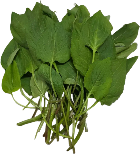 [백화점 납품] 곤드레나물 생곤드레 국산 생 곤드레 나물 생곤드레나물 봄나물 오늘제철, 1kg, 1개