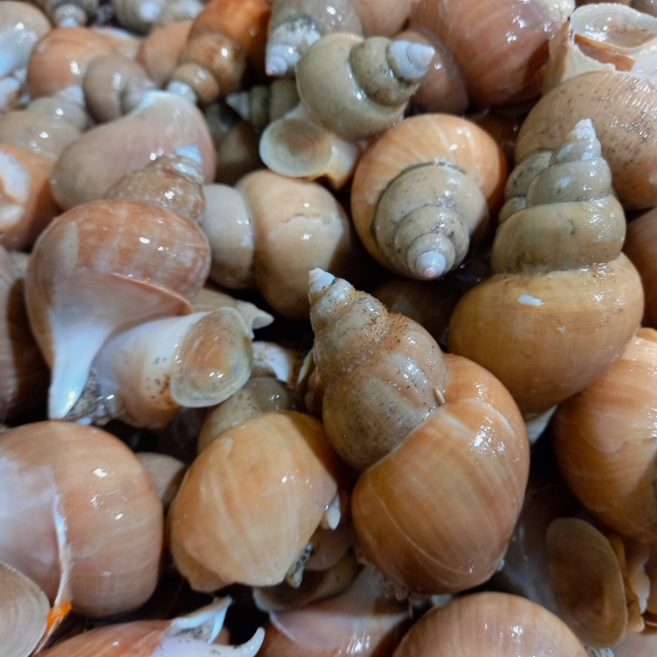 당일잡은 백골뱅이 백고동 당일바리 생물 포항 1kg, 1개, 소소 [ 65 미 내외 ]