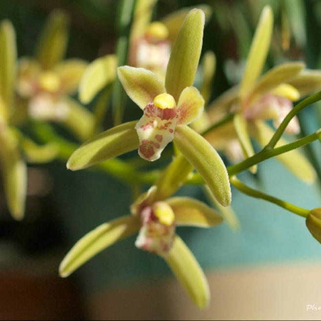 [더위치]한란향 100ml 한란오일 난향 fragrance oil, 1개