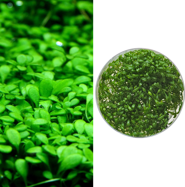 글로소스 티그마 조직배양수초, 조직배양용기 - 컵 포장, 1개