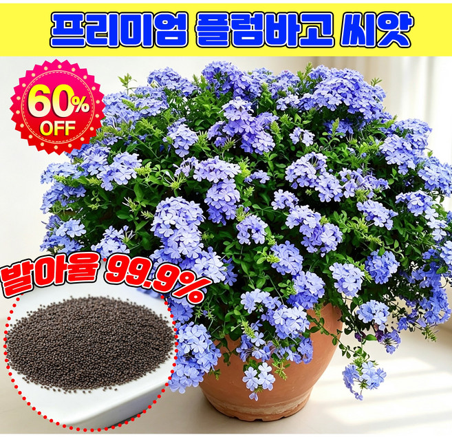 6위 - [폭풍 개화] 플럼바고 씨앗 플럼바고 꽃씨 플럼바고하늘꽃 4계절 꽃 씨앗 블루 스노우 씨앗 여름꽃 사계절 5