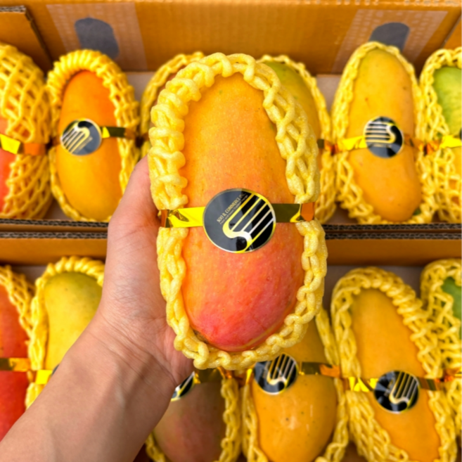 [수입사특가]태국망고 마하차녹 무지개망고, 1개, 1.5kg