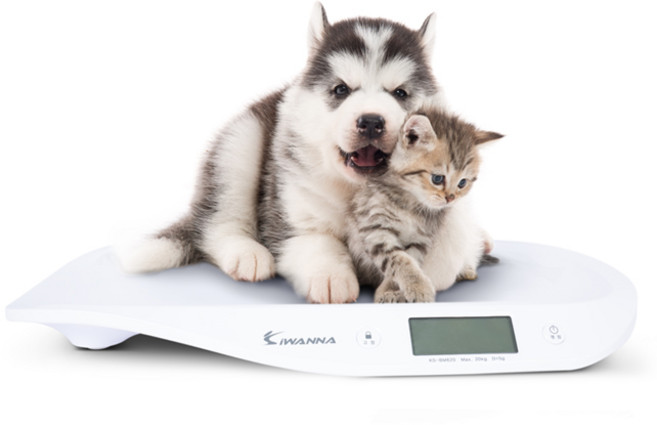 아이워너 유아용 반려동물 체중계, KS-BM620, 화이트, 1개