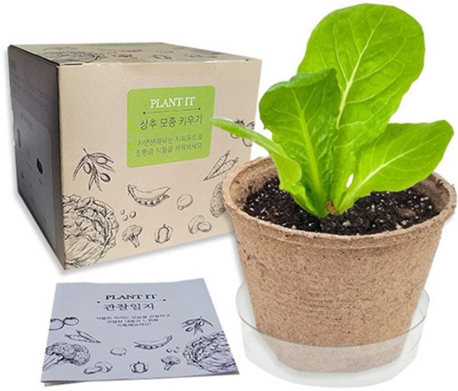 두두엠 상추 모종 키우기/200937/재배 기르기