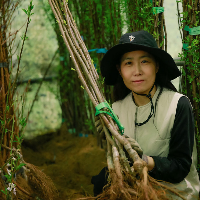 자두나무묘목(왕왕자두 왕자두 후무사 바이오체리 추희)접목묘 판매합니다., 왕왕자두(수퍼후무사)접목묘 상묘, 1개, 묘목