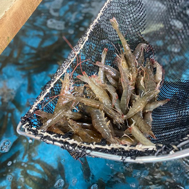 당일바리 싱싱한 활 새우 500g, 1개, 500g 20~23미
