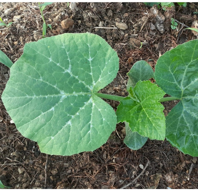 산골 어린 호박잎 연한 조선호박잎 노지 FRESH 수확 산지발송, 400g, 1개
