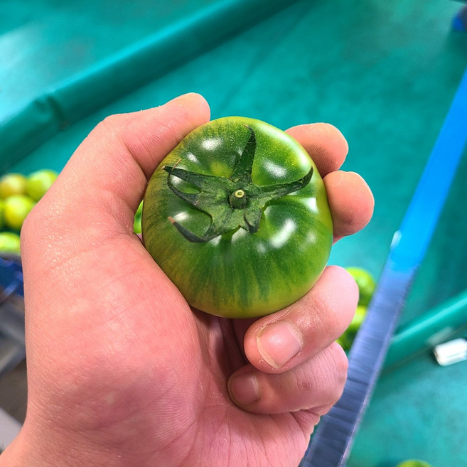 [더싱싱] 대저토마토 짭짤이 부산 대저동 토마토, 1박스, 1kg (3s-S 랜덤과)