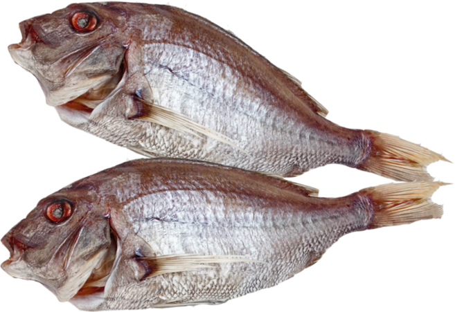 국내산 반건조 생선 참돔 특대 말린 캠핑 제수용 제사 상 부모님 선물 480g 3개