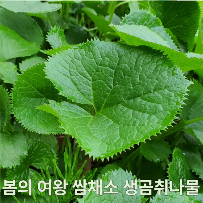 봄의전령 장아찌용 쌈채소 생 곰취, 1박스, 500g