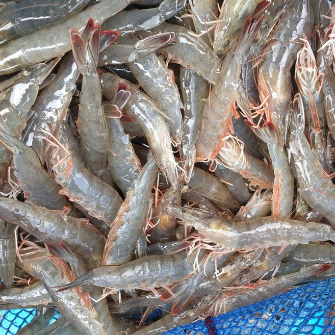 바다애수산 신안 흰다리 새우, 1개, 흰다리새우 1kg