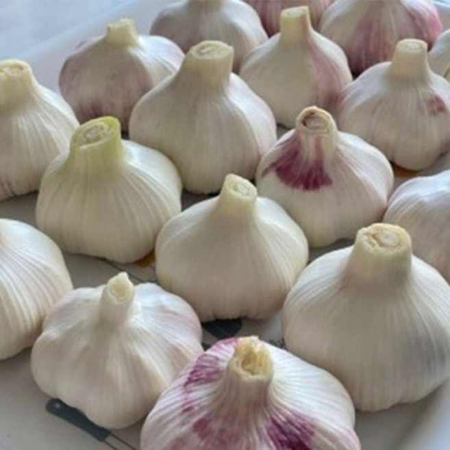 서산 몸에좋은 황토밭 대서마늘 3kg, 중, 1개