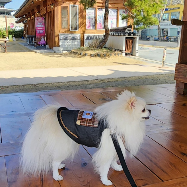 땡냥팡 반려동물 멜빵 스커트 강아지옷 봄 여름 가을, 1개, 블랙