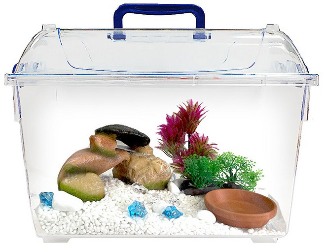 아이사이언스에듀 스마일크랩 장식세트, 1세트, 혼합