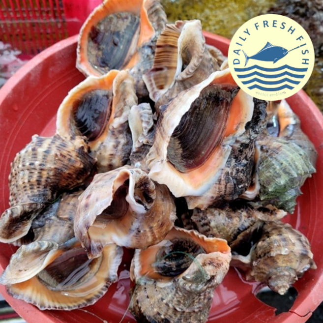 탱글탱글한 식감과 씹을수록 퍼지는 진한 바다의 단맛 고흥 참소라, 1박스, 고흥 참소라 2kg (6-12미)