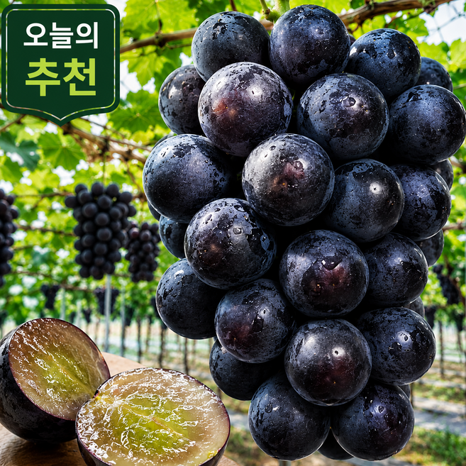 국내산 씨없는 고당도 선별 거봉 포도 산지직송, 1박스, 500g