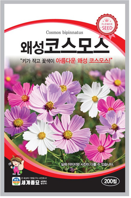 왜성 코스모스 씨앗 200립 일년생 혼합종 종자 야생화 키작은꽃씨앗, 1개