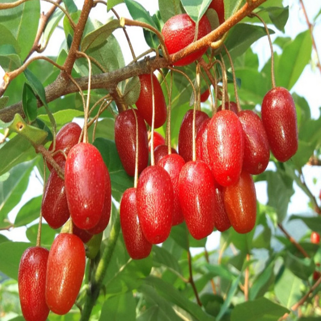 [너와 함께라면] 왕보리수나무(삽목2년 뿌리묘), 1개