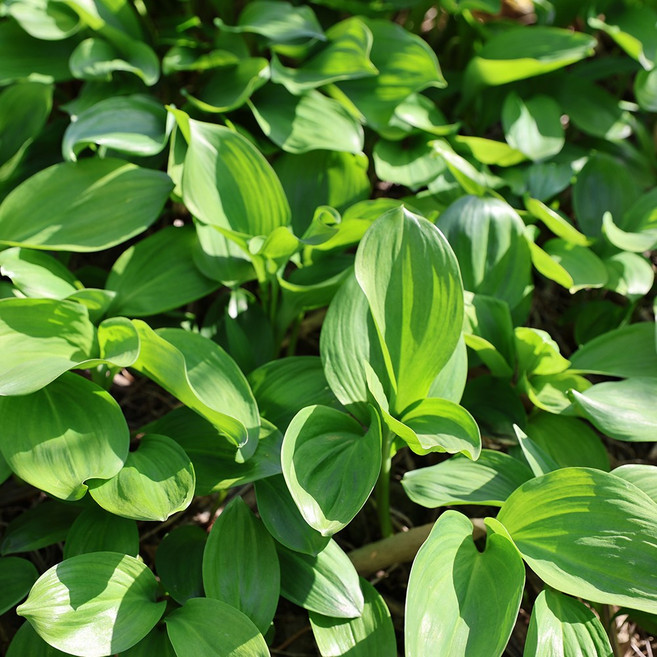 제철 울릉도 생 명이나물 1kg, 1개