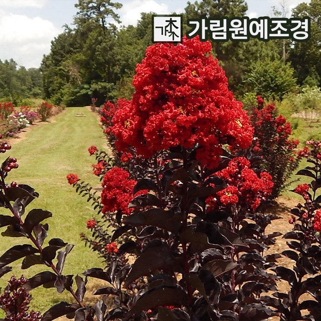 배롱나무 묘목 자엽배롱나무 4치포트(적색꽃) 백일홍나무 가림원예조경, 15개