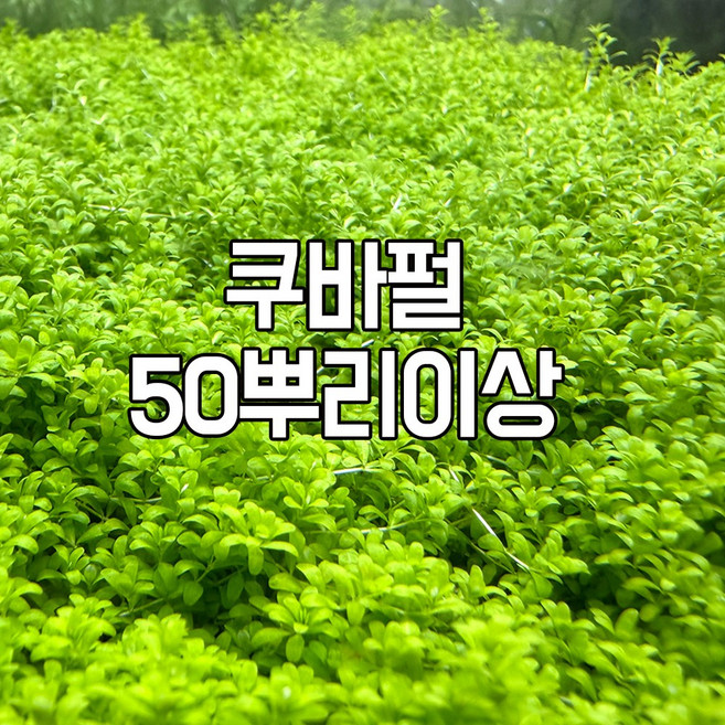 쿠바펄 소스컵 (50뿌리이상) 전경수초 초보자수초 자연수초 키우기 쉬운 수초 인기수초 구피어항 수초 새우 은신처 꾸미기