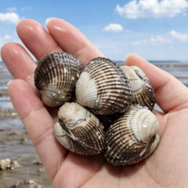 벌교산 꼬막 새꼬막 당일채취 당일배송, 1박스, 3kg