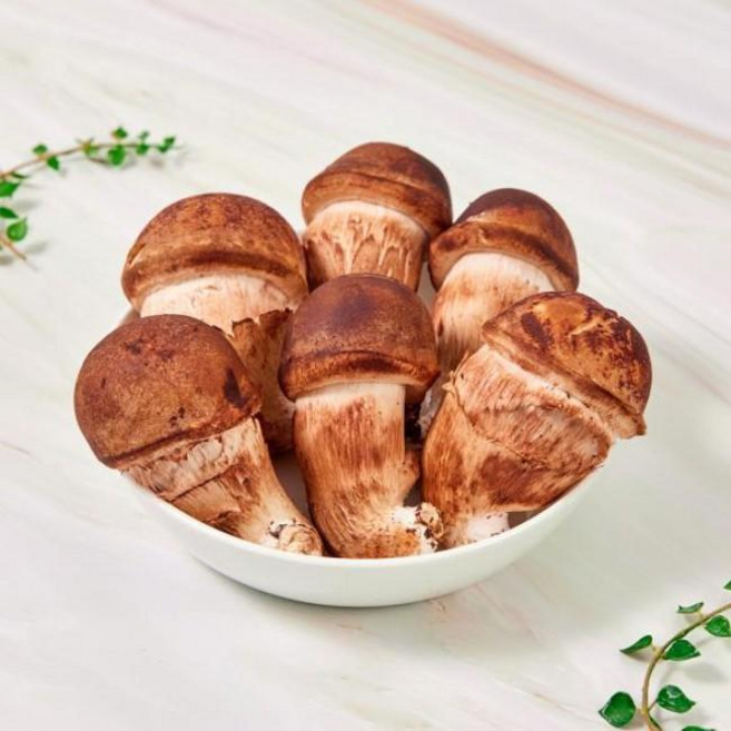 (농가직송) 1등급 생참송이 버섯 500g 백향고농원, 참송이버섯500G