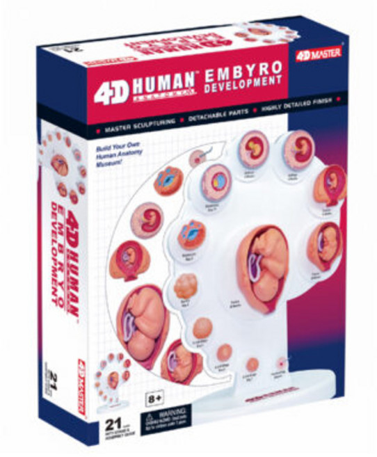 태아발달단계 4D퍼즐, 1개