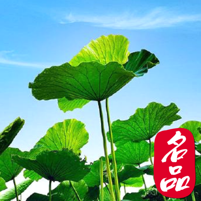 [26년수확] 장인이키운 연잎 보냉포장 농장직송 연잎밥, 1박스, 1kg