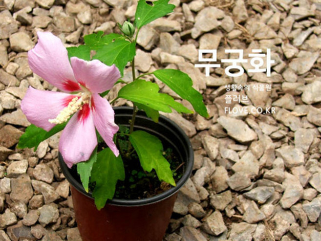 플러브 무궁화, 1개