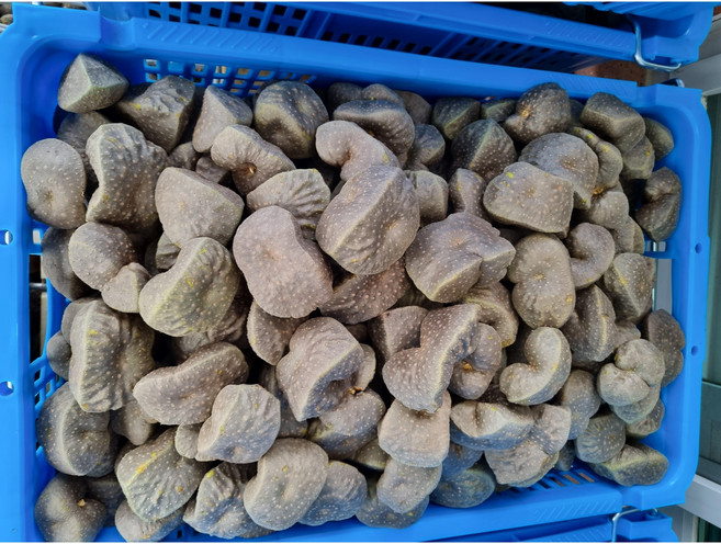 2025년 햇 하늘마 열매마 종자용 1~10kg 넝쿨마 우주마, 하늘마/열매마 1kg(종자용), 1