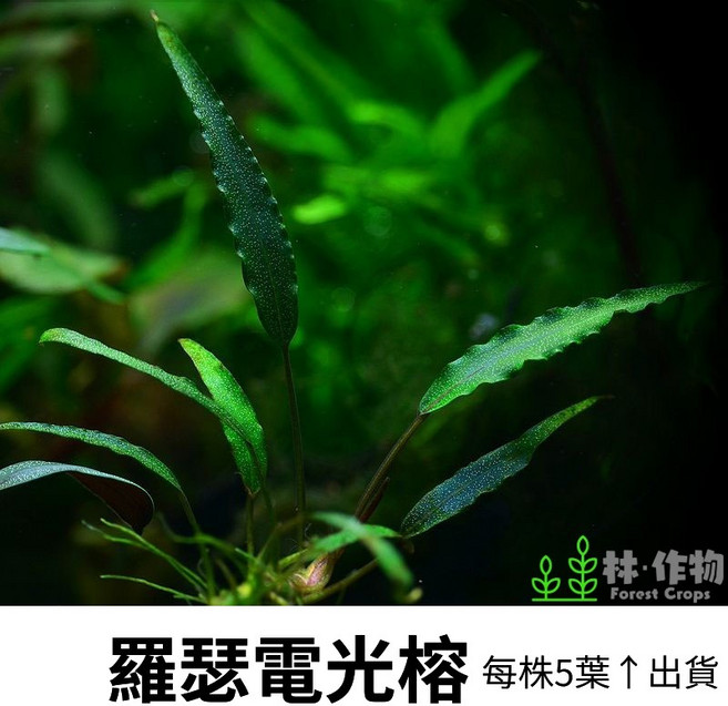 林作物 Forest Crops 羅瑟電光榕 水草 稀有水中葉 前景陰性草 新手級, 1個