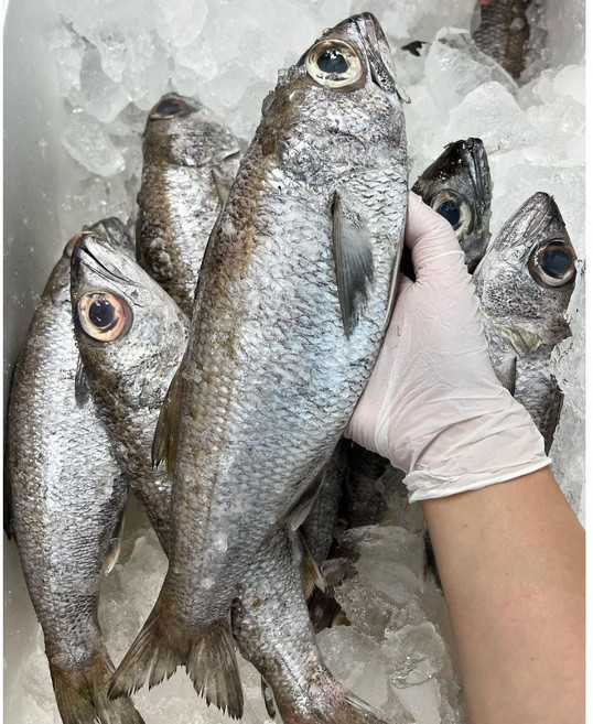 국내산 게르치 흑금태 순살 필렛 구이용 조림용, 구이용 흑금태(손질후2-300g)