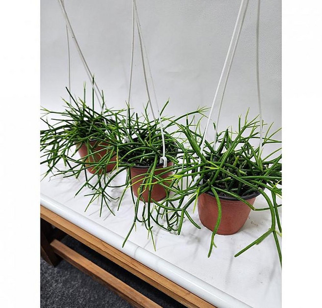 2026 공기정화 식물 1+1+1 립살리스 카스타 약20cm, 1개, 상세설명참조, 20cm