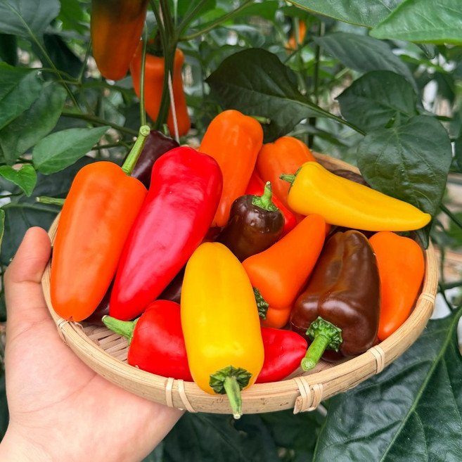 맛통령 국내산 파프리카, 미니 파프리카 1kg내외, 1개