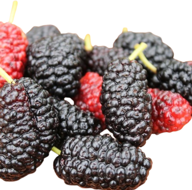 [재구매율1위!] 국내산 냉동 개량 오디, 1박스, 4kg (특상)