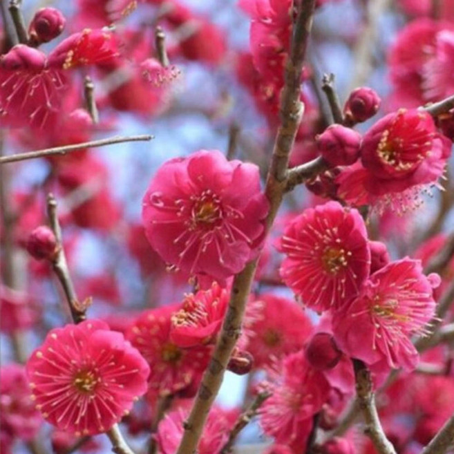 매화나무 홍매화묘목 2년생 설중매 개화주분묘, 홍매화(설중매), 1개